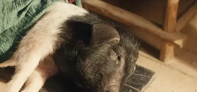 张凌赫田曦薇主演《逐玉》开播，杀猪女与武安侯假婚真战 _ 资讯配图